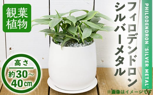 ＜観葉植物＞フィロデンドロン・シルバーメタル(6号) (陶器鉢・受け皿付)【m24-14】【アイエヌエー】|アイエヌエー株式会社