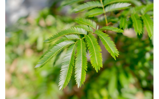 プロが選ぶ観葉植物【一点物】エバーフレッシュ 尺2 12号【11246-0230