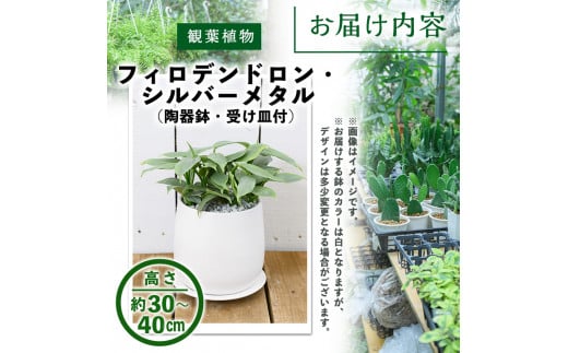 観葉植物＞フィロデンドロン・シルバーメタル(6号) (陶器鉢・受け皿付