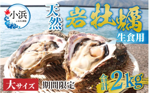 【期間限定】若狭の天然岩牡蠣（生食用）2kg 6〜8個入り 901368 - 福井県小浜市
