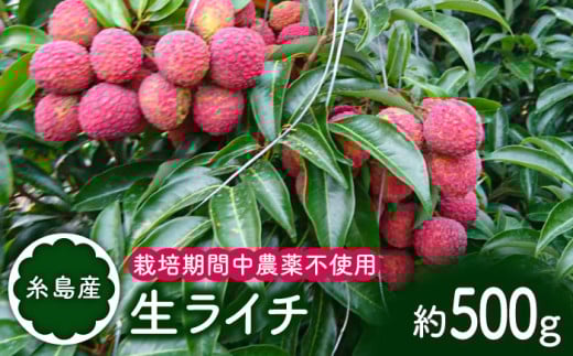 【先行予約】 糸島産 生 ライチ ( 約500g ) 栽培期間中 農薬不使用 【2025年7月～8月中旬にかけて順次発送】 糸島市 / シーブ [AHC020] 407379 - 福岡県糸島市