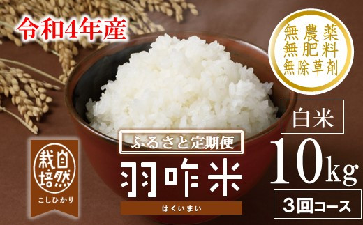 [A206] 【定期便】【無農薬】【白米】能登のこだわり自然栽培こしひかり『羽咋米』 10kg×３回コース