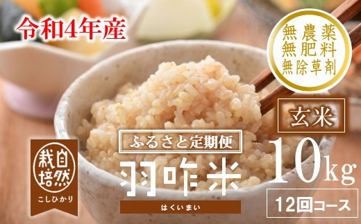 [A205] 【定期便】【無農薬】【玄米】能登のこだわり自然栽培こしひかり『羽咋米』 10kg×12回コース