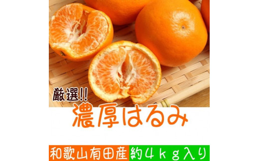 和歌山有田の濃厚はるみ　約4kg (2L又は3Lサイズ)　※2024年1月下旬～2月下旬順次発送予定※着日指定不可 902188 - 和歌山県広川町