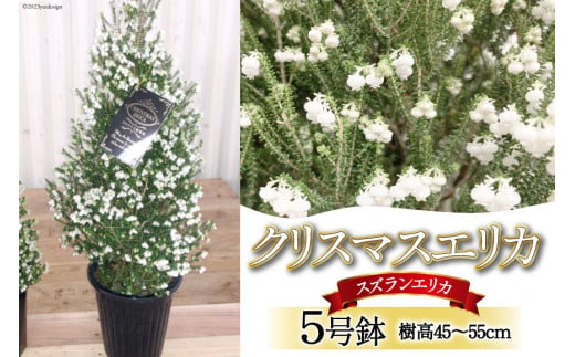 観葉植物 クリスマスエリカ 5号鉢 ( スズランエリカ ) 樹高45〜55cm [全国農業協同組合連合会 山梨県本部 山梨県 韮崎市 20742708] クリスマス エリカ おしゃれ 小さい 玄関 卓上 ツリー 冬の贈り物