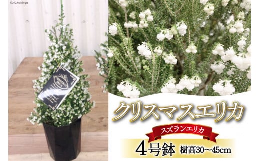 観葉植物 クリスマスエリカ 4号鉢 ( スズランエリカ ) 樹高30～45cm [全国農業協同組合連合会 山梨県本部 山梨県 韮崎市  20742128] クリスマス エリカ おしゃれ 小さい 玄関 卓上 ツリー 冬の贈り物