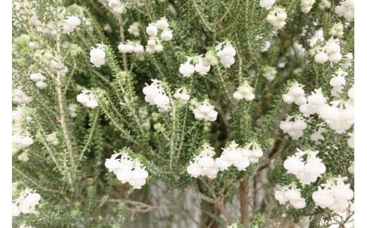 観葉植物 クリスマスエリカ 4号鉢 ( スズランエリカ ) 樹高30～45cm [全国農業協同組合連合会 山梨県本部 山梨県 韮崎市  20742128] クリスマス エリカ おしゃれ 小さい 玄関 卓上 ツリー 冬の贈り物