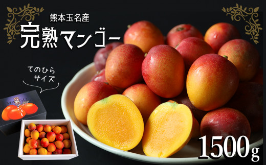 完熟 マンゴー 手のひらサイズ （ご家庭用） 約 1500g 902654 - 熊本県玉名市