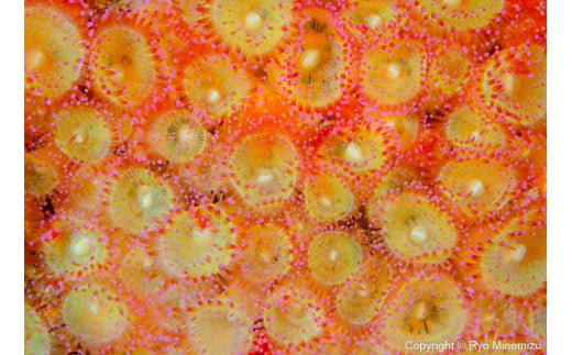 Jewel anemone（A3W）お届けするパネルの写真です