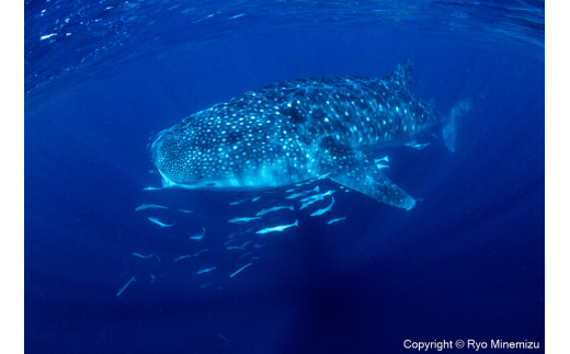 Whale shark（A3W）お届けするパネルの写真です