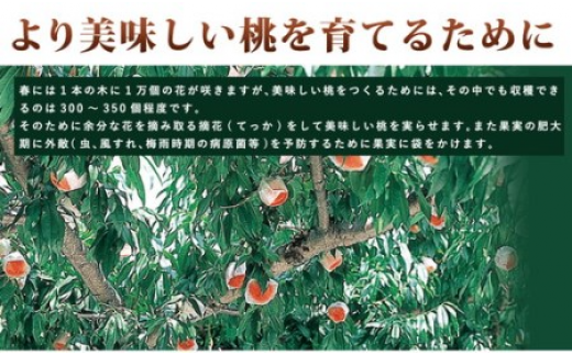 ≪秀品≫和歌山県産 白鳳 5～8玉入り |産地直送 桃 果物 フルーツ もも