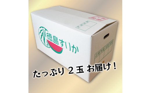 すいか スイカ 西瓜 大玉 2玉 果物 フルーツ 産地直送 甘い 約 5～7kg