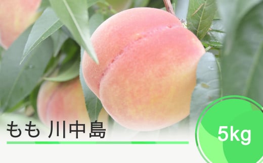 もも 桃 川中島 約5kg 令和五年産 2023年産 果物 ja-moknx5
