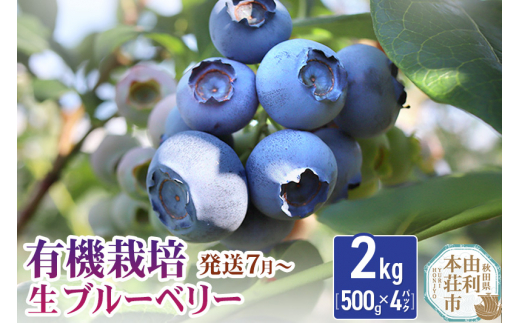 田口農園 秋田県産 ブルーベリー 生 合計2kg(500g×4パック) 【発送7月