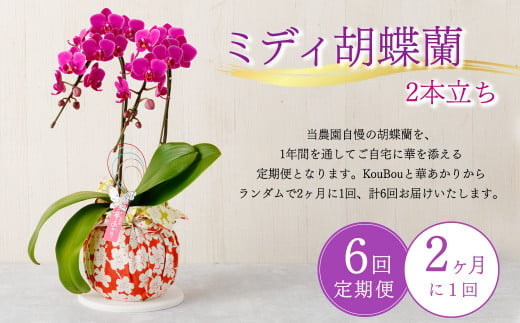 【定期便6回】ミディ胡蝶蘭 2本立ち 洋蘭 観賞用 植物 900752 - 熊本県宇城市