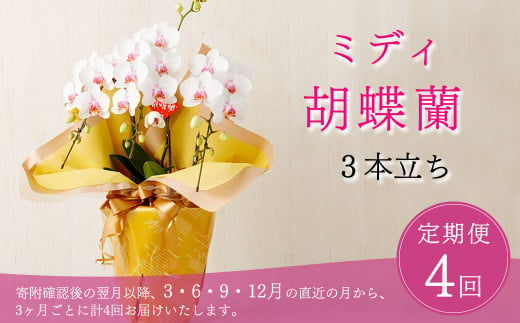 【定期便4回】ミディ胡蝶蘭 3本立ち 洋蘭 観賞用 植物