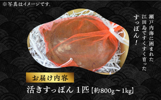 激安大特価！ スッポン 習性と新しい養殖法 品 趣味・スポーツ・実用