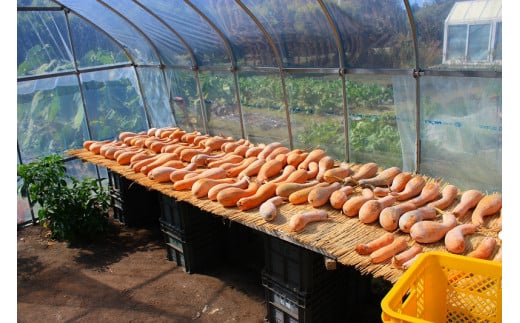南部一郎かぼちゃは収穫量は少なくとても希少です。収穫後は熟成させて糖度を上げていきます。