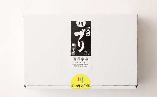 熊本県 天草産 天然ぶり 刺身 (ブロック) 約300g×3パック