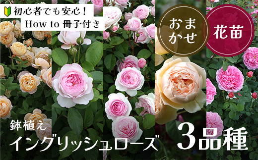 【随時発送】【バラ鉢植え】イングリッシュローズ 3品種　057-033