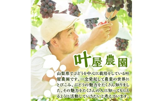 山梨県上野原市のふるさと納税 ◆2025年先行予約◆山梨県産シャインマスカット 1kg（2～３房）【化学肥料、除草剤不使用】