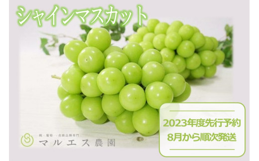 「マルエス農園」シャインマスカット2房  合計1.2kg以上(MS)【2023年発送】B15-111