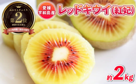 レッドキウイ (紅妃) 2kg 果物 Shirai.agrifarm キウイ キウイフルーツ