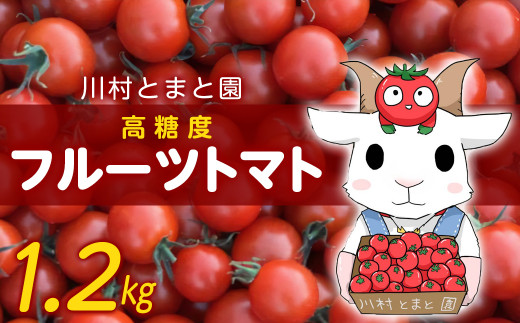 トマト好きさんも唸る！高糖度「フルーツトマト」1.2kg／川村とまと園 929509 - 千葉県袖ケ浦市