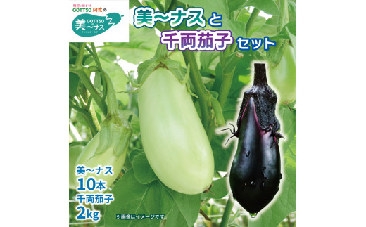 野菜 夏野菜 ナス なすび 茄子 美～ナス 10本 千両茄子 約2kg 詰め合わせ セット 朝どれ 産地直送 徳島県 阿波市