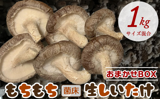 もちもち菌床生しいたけ　おまかせBOX　１kg 1275767 - 千葉県富津市