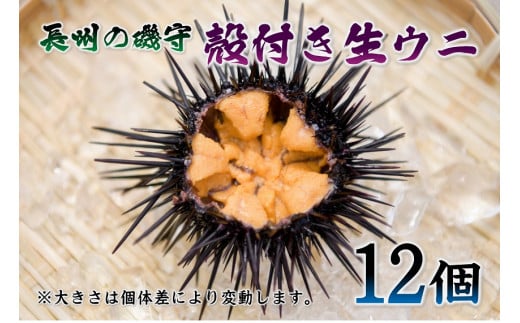 １月２３日 地元でとれた ムラサキウニ１０枚セット - 魚介
