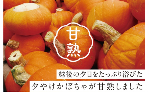 越後夕やけかぼちゃ 921619 - 新潟県新潟市