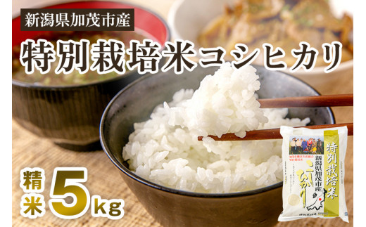 【令和6年産米】新潟県加茂市産 特別栽培米コシヒカリ 精米5kg 白米 従来品種コシヒカリ 加茂有機米生産組合 926057 - 新潟県加茂市