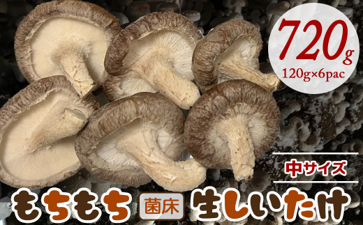 もちもち菌床生しいたけ　中サイズ　120g×6パック 計720g 1275768 - 千葉県富津市