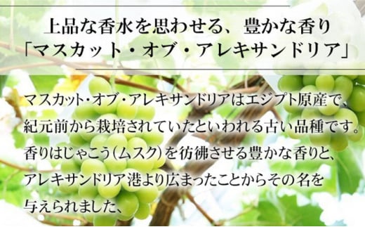 ぶどう 2024年 先行予約 マスカット ・オブ・アレキサンドリア 約600g×1房 9月上旬～9月下旬発送 ブドウ 葡萄 岡山県産 国産 フルーツ  果物 ギフト [№5735-1749] - 岡山県瀬戸内市｜ふるさとチョイス - ふるさと納税サイト