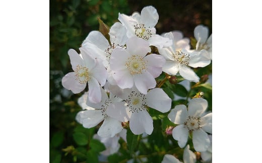 Apple Roses】バラ苗『ののこ』新苗育成苗6号ポット植え[52210858] - 埼玉県飯能市｜ふるさとチョイス - ふるさと納税サイト