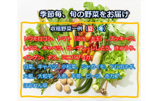 とみずく農園の季節の野菜セット／無農薬 高原野菜 旬 新鮮 詰合せ