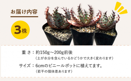 実生アロエ Aloe marlothii 3株 長与町/アグリューム [EAI087] 植物