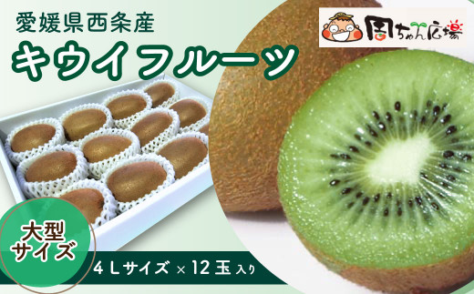 【先行予約】愛媛県西条産「キウイフルーツ」（JA周桑）4Lサイズ12玉入り