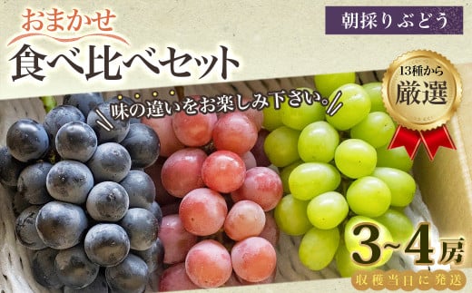 長野県産葡萄4キロ　朝取りおまかせ