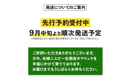 お気にいる ふるさと納税 【先行受付】タマリュウ （玉竜） ポット