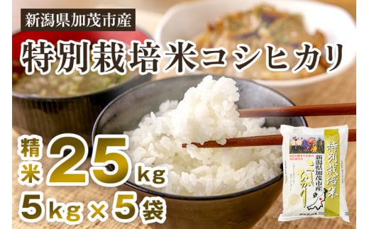 【令和5年産新米】新潟県加茂市産 特別栽培米コシヒカリ 精米25kg（5kg×5）白米 従来品種コシヒカリ 加茂有機米生産組合