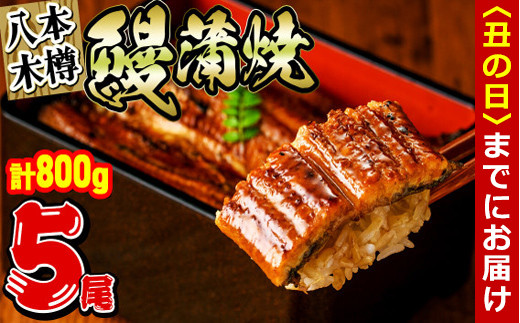 【丑の日までにお届け！7月2日入金まで】八本木樽鰻の蒲焼 160g以上×5尾＜計800g以上＞ b8-005