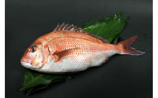 紀州梅まだい1尾(鮮魚) 2kg