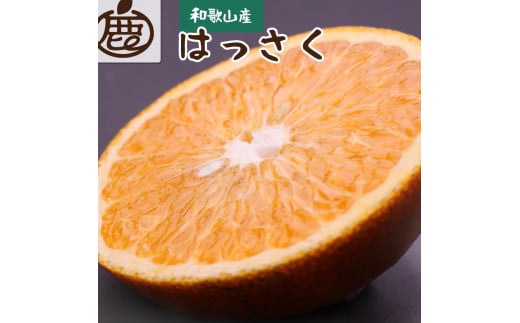 ＜1月より発送＞厳選 はっさく5.5kg+165g（傷み補償分）【八朔みかん・ハッサク】 485536 - 和歌山県由良町