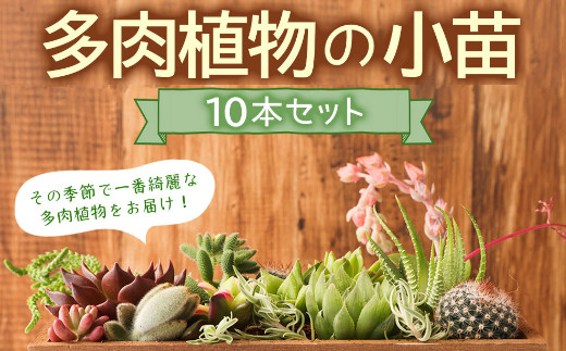 初心者におすすめ】多肉植物の小苗１０本セット（１０種類アソート