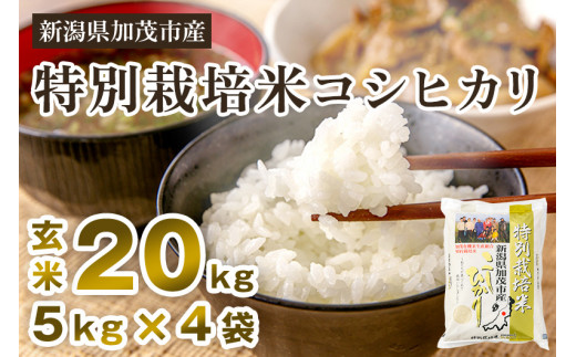 新潟県加茂市産 特別栽培米コシヒカリ 玄米20kg（5kg×4）従来品種 ...
