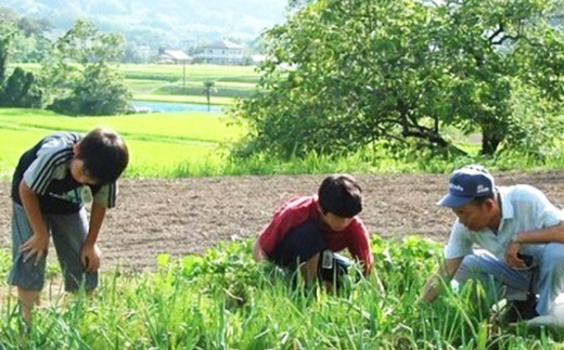 田植えや夏野菜の定植、稲刈り、山菜採りと四季折々の農作業を体験。