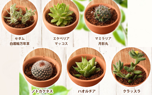 【初心者におすすめ】多肉植物の小苗１０本セット（１０種類アソート）