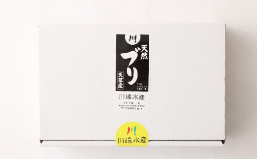 熊本県 天草産 天然ぶり 刺身 (ブロック) 約300g×2パック 合計約600g